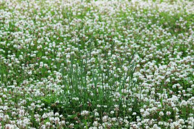 Trifolium tövbe eder. Yoğun bir şekilde yoncalarla kaplanmış bir çim.