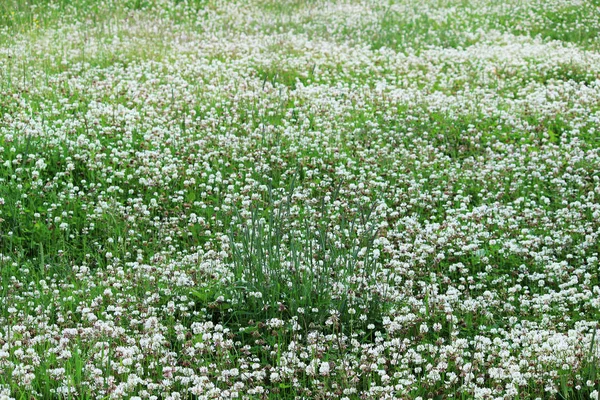 Trifolium tövbe eder. Yoğun bir şekilde yoncalarla kaplanmış bir çim.