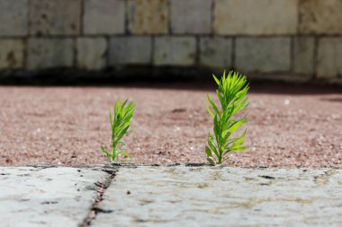 Selvi, Gatchina Sarayı yakınlarındaki taşlar ve kumlar arasında tarihi bir yapıda yetişiyor..