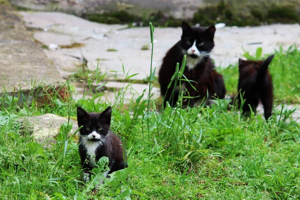 Черно Белые Кошки Котята Моются Зеленой Траве — стоковое фото