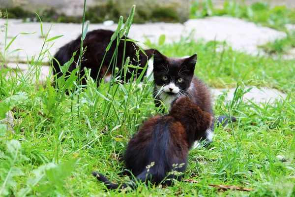 Черно Белые Кошки Котята Моются Зеленой Траве — стоковое фото