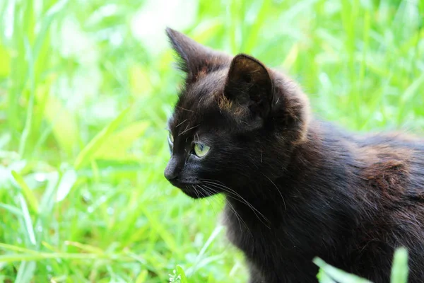 Yeşil çimlerin üzerinde siyah kedi yavrusu.