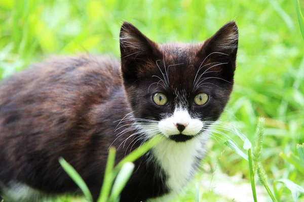 Zwart Wit Kitten Een Groene Gras Achtergrond — Stockfoto