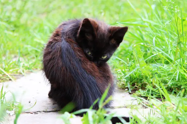 Zwarte Kitten Wassen Zich Groen Gras — Stockfoto