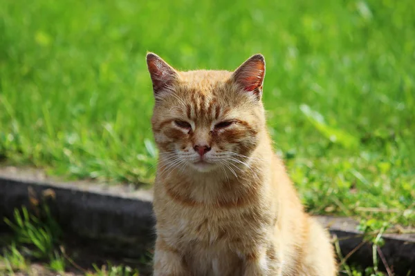 Carroty Cat Sit Green Grass Background — Stock Photo, Image