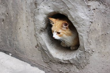 Beyaz-kırmızı, sokak kedisi dairesel bir mahzen penceresinde oturuyor..