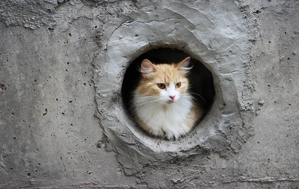 Vit Röd Herrelös Katt Sitter Ett Cirkulärt Källarfönster — Stockfoto