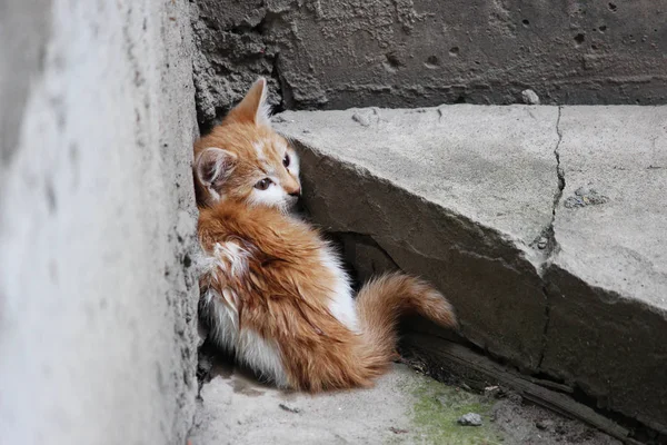 Gatito Blanco Rojo Sin Hogar Congelado Miedo Sentado Una Superficie — Foto de Stock