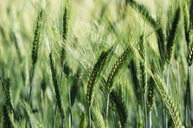 Yeşil buğday geç Temmuz ayında yaz aylarında olgunlaşma alanında