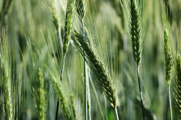 Поле Дозрівання Зеленої Пшениці Кінці Липня Влітку — стокове фото