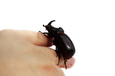 Bir gergedan böceği olan Oryctes nasicornis beyaz arka planda bir elle koşar.