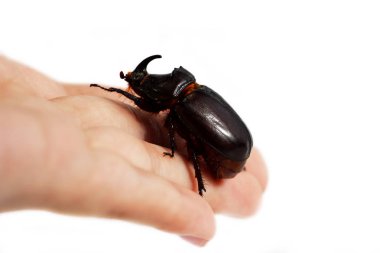 Bir gergedan böceği olan Oryctes nasicornis beyaz arka planda bir elle koşar.