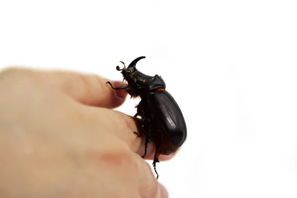 Rhinoceros Beetle Oryctes Nasicornis Runs Hand White Background — 스톡 사진