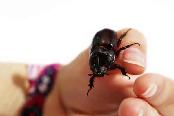 Noshörning Skalbagge Oryctes Nasicornis Körs Hand Vit Bakgrund — Stockfoto