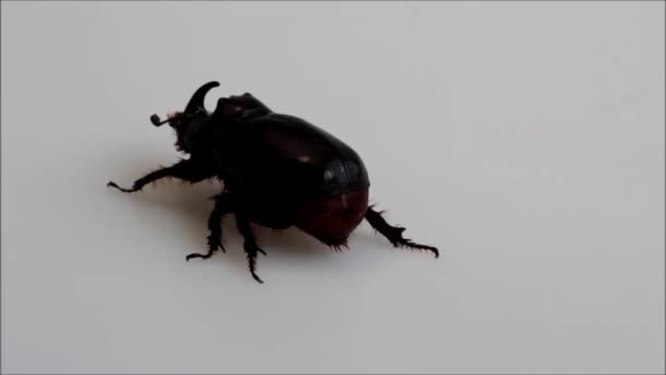 Neushoorn Kever Kruipt Een Grijs Plastic Oppervlak Exotisch Insect Met — Stockvideo