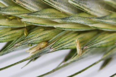 Yeşil buğday kulaklığı, beyaz arkaplanda setlerle yakın plan..