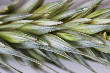 Yeşil buğday kulaklığı, beyaz arkaplanda setlerle yakın plan..