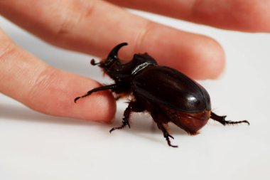 Bir gergedan böceği olan Oryctes nasicornis beyaz arka planda bir elle koşar.