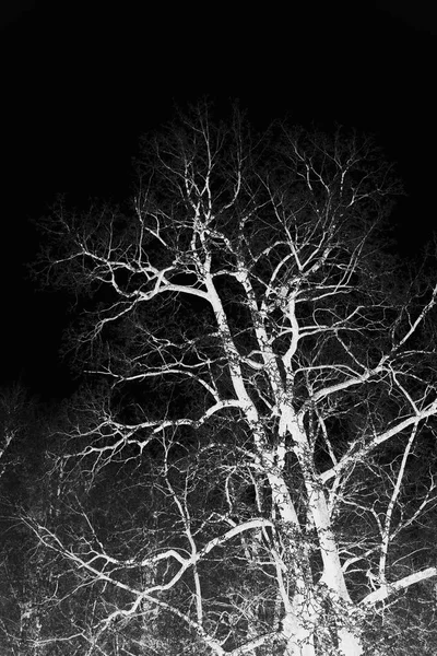 Černá a bílá Foto dub pokryté jinovatka na pozadí oblohy v zimě v parku. Inverze. — Stock fotografie