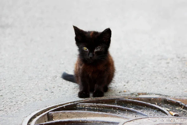 En liten hjemløs gatekatt med øyeskade som et symptom på herpeskatter som sitter på asfalten nær luken . – stockfoto