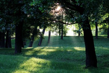 Akşam Gatchina Park yaz güneş tarafından aydınlatılmış olduğunu