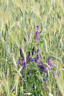 Vicia sativa Triticum, büyümek Jule alanında.