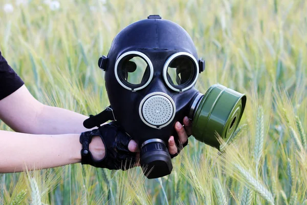 Газова маска навпроти пшеничного поля. Концепція екологічної катастрофи — стокове фото