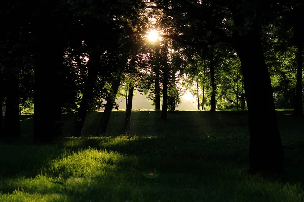 夕方ガッチナ公園は夏の太陽に照らされて — ストック写真