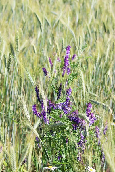 Vicia sativa Triticum, büyümek Jule alanında.