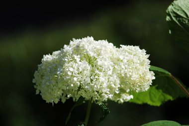 Açık havada bir çiçek yatağı üzerinde büyüyen beyaz ortanca. Büyük çiçek.
