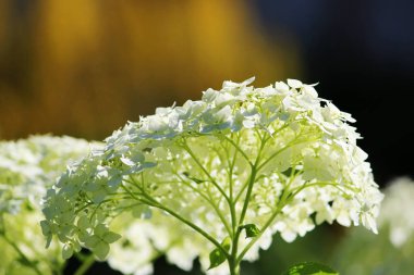 Açık havada bir çiçek yatağı üzerinde büyüyen beyaz ortanca. Büyük çiçek.