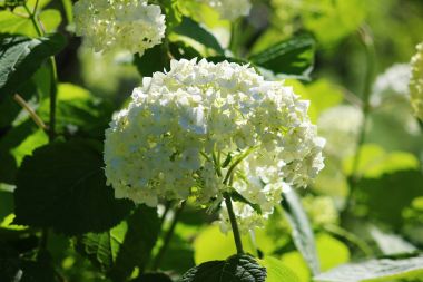 Açık havada bir çiçek yatağı üzerinde büyüyen bir beyaz ortanca. Büyük çiçek.