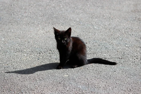 Pequeno gatinho sem-teto preto senta-se no asfalto no verão . — Fotografia de Stock