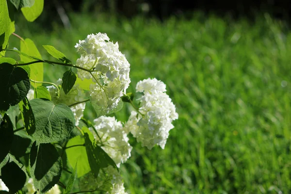 Hortensia blanche poussant sur un lit de fleurs en plein air. Grandes inflorescences . — Photo