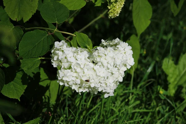 Ortensia bianca che cresce su un'aiuola all'aperto. Infiorescenze grandi . — Foto Stock