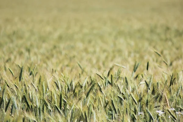 Поле дозрівання зеленої пшениці в кінці липня влітку — стокове фото
