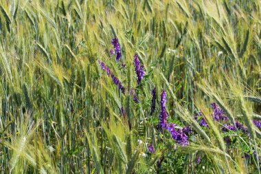 Kulakları ve mor çiçekler Vicia sativa Rusya erken Ağustos ayında olgunlaşması ile buğday alanı