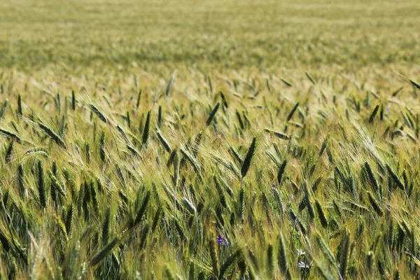 Pšeničné pole s zrání uši na počátku srpna, Rusko — Stock fotografie