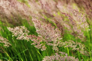 Tutam çimen Calamagrostis epigeios çim zemin üzerine bir günbatımı üzerinde.