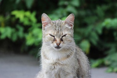homeless cat infected with feline herpesvirus - Feline viral rhinotracheitis or chlamydiosis - Chlamydia psittaci with eyes conjunctivitis and Panophthalmitis. Symptoms in the form of lacrimation of the eyes clipart