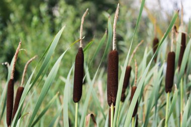 sulak-bitki Typha latifolia, geniş yapraklı kuyrugu - Typhaceae kuyrugu aileden.