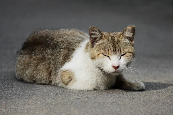 Gato Sem Teto Com Orelhas Geladas Senta Rua Verão — Fotografia de Stock