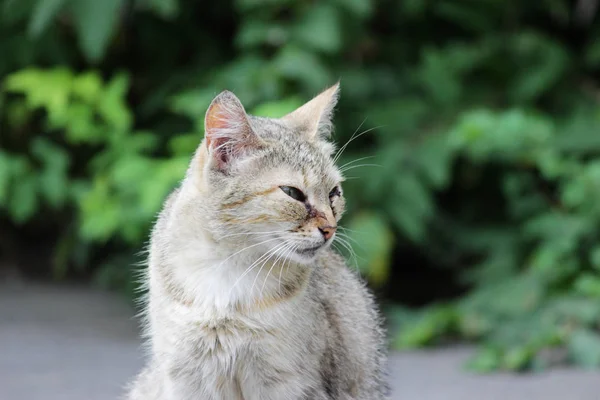 Dakloze Kat Geïnfecteerd Met Katachtige Herpesvirus Feline Virale Rhinotracheïtis Chlamydiose — Stockfoto