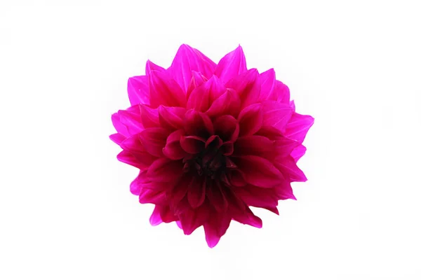 Eine Violette Kugel Form Einer Dahlie Blüht Auf Weißem Hintergrund — Stockfoto