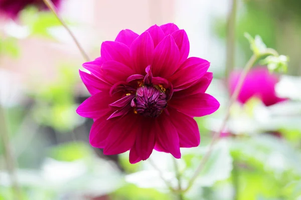 Bir Tane Mor Top Dahlia Çiçekleri Şeklinde Yazın Sonunda Açan — Stok fotoğraf