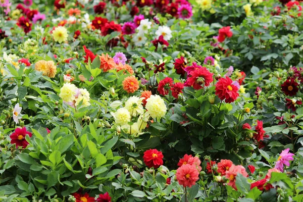 Flower Bed Colorful Ball Shaped Dahlia Blossoms Blooming Dahlia Flowers — Stock Photo, Image