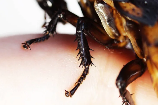 Macro Photo Madagascar Hissing Cockroach Gromphadorhina Portentosa Hand White Background — ストック写真