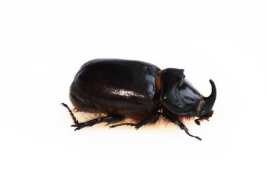 Bir gergedan böceği olan Oryctes nasicornis beyaz bir arkaplanda koşar. İzole edilmiş