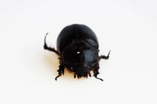 Bir Gergedan Böceği Olan Oryctes Nasicornis Beyaz Bir Arkaplanda Koşar — Stok fotoğraf