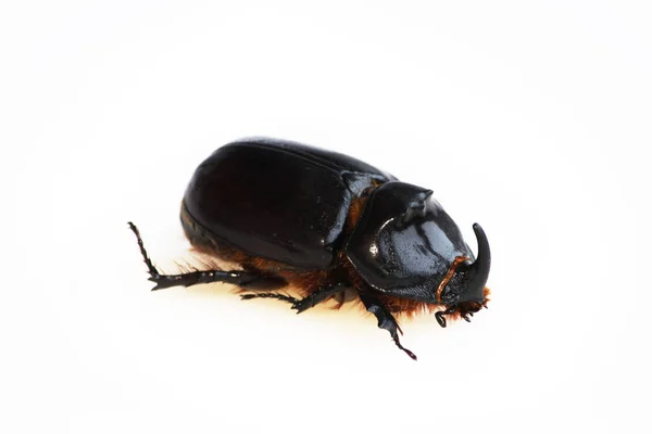 Rhinoceros Beetle Oryctes Nasicornis Runs White Background Isolated — Stock Photo, Image